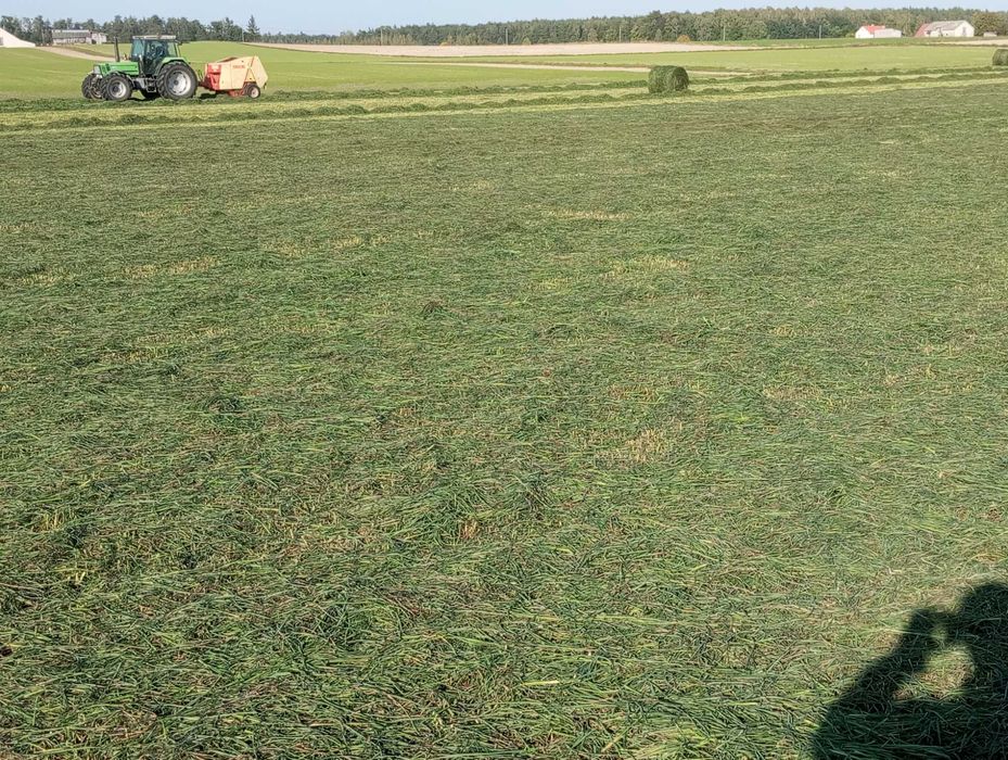 siano/sianokiszonka 2025