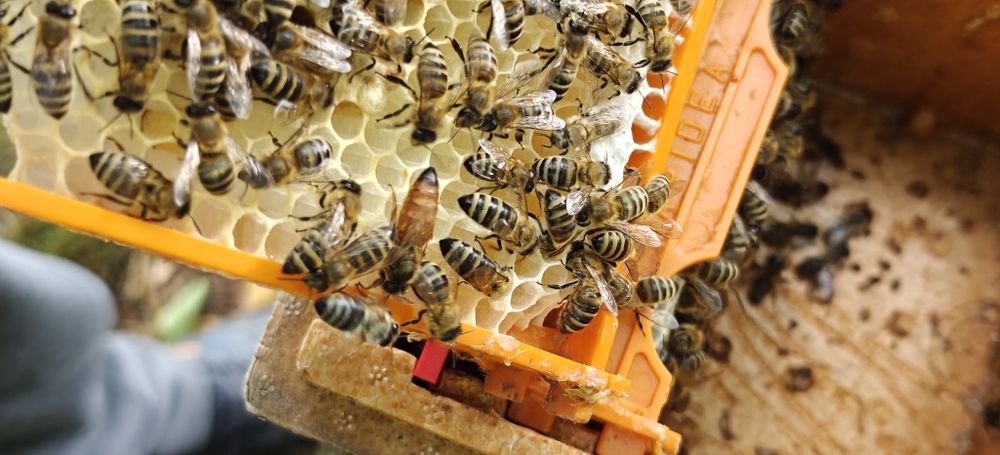 Matki pszczele Przezimowane unasiennione naturalnie