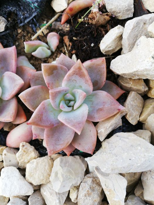 Saxifraga stolonifera, clorofito e suculentas