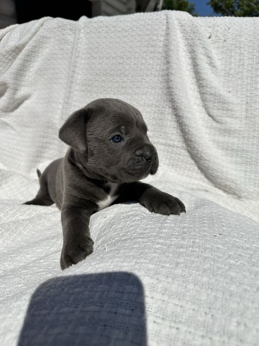 Голубий кане корсо Ральф, 1 місяць, з елітного розплідника