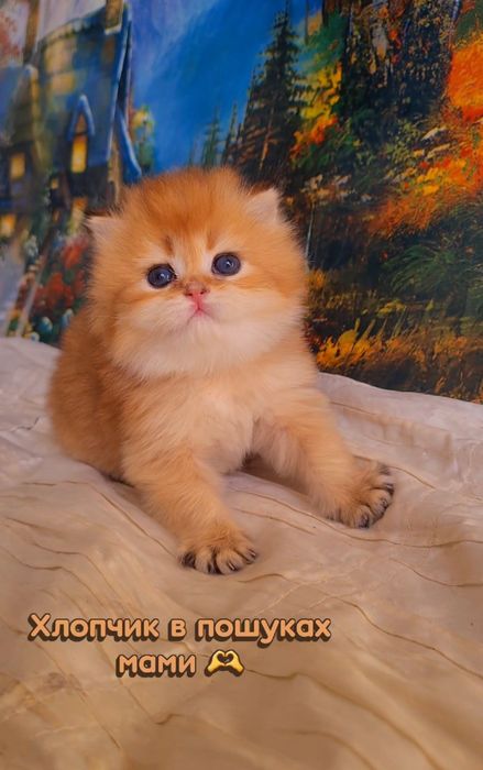 Ручные малышата. Котята золотая шиншилла.