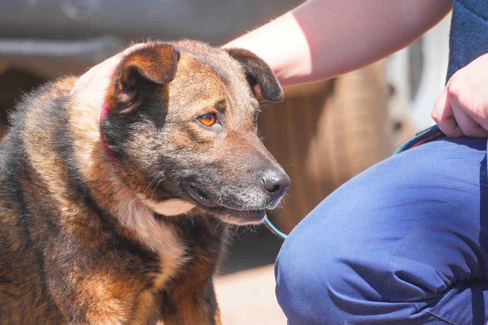 Tadek - mega fajny pies szuka domu