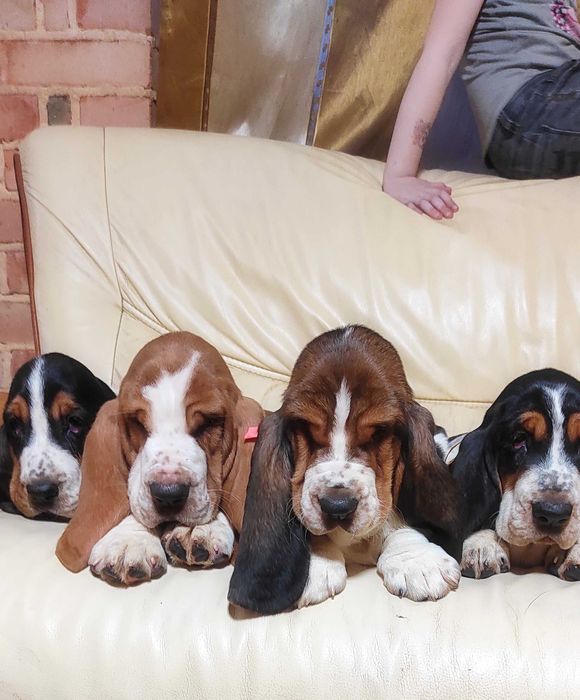 Бассет Хаунд Щенки. Более 30 лет жизни с этой замечательной породой.