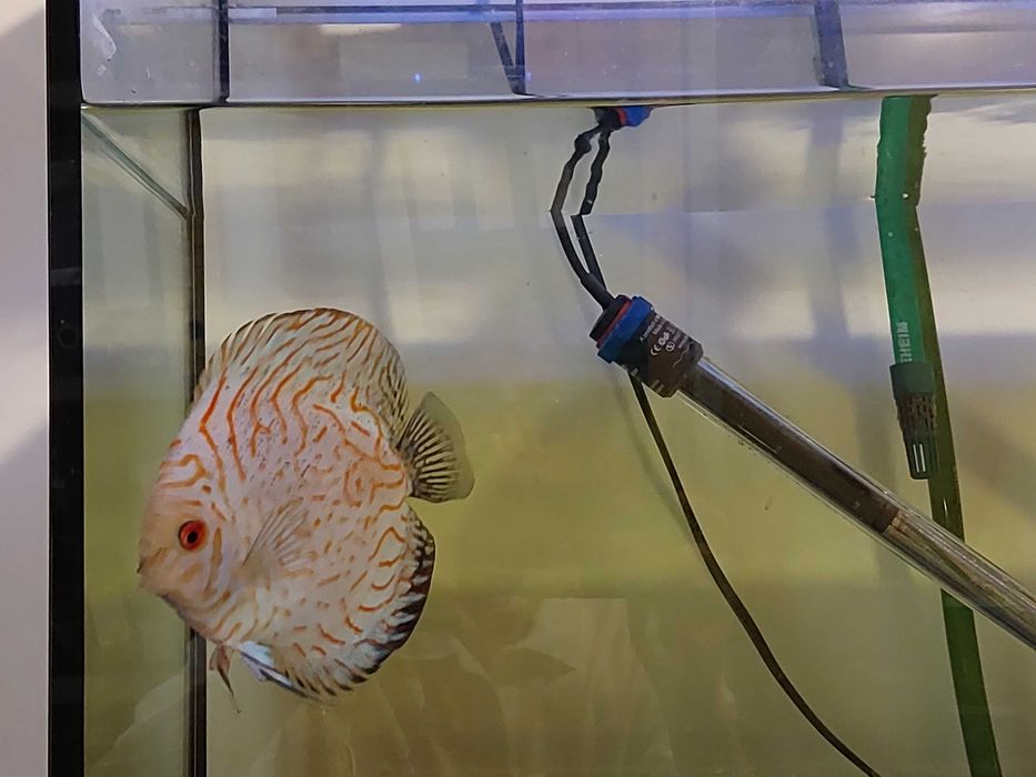 Discus - adulto, macho (+/- 12cm)