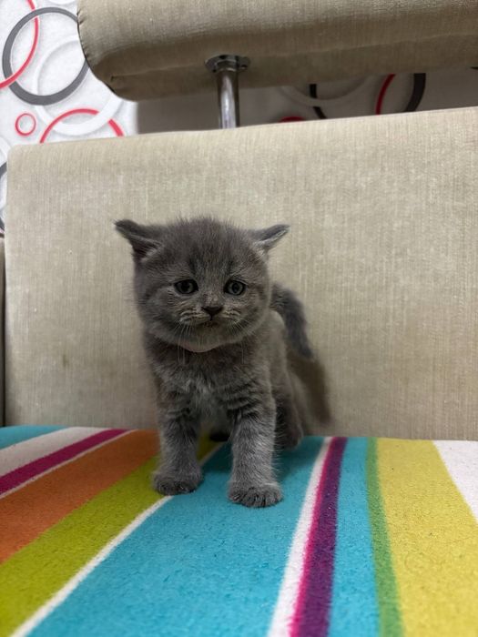 Шотландські котята