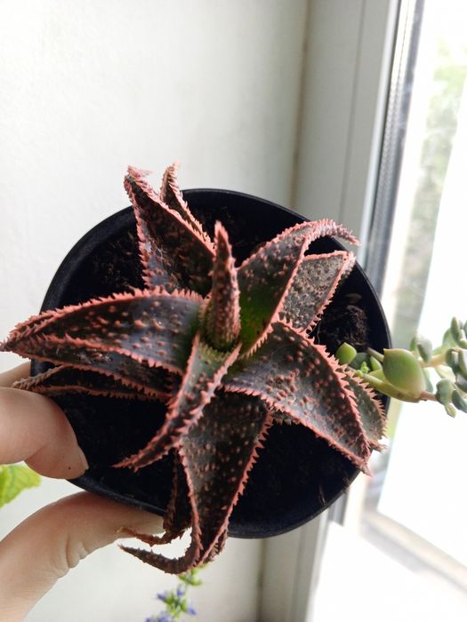 Набір сукулентів. Невибагливі. Суккулент