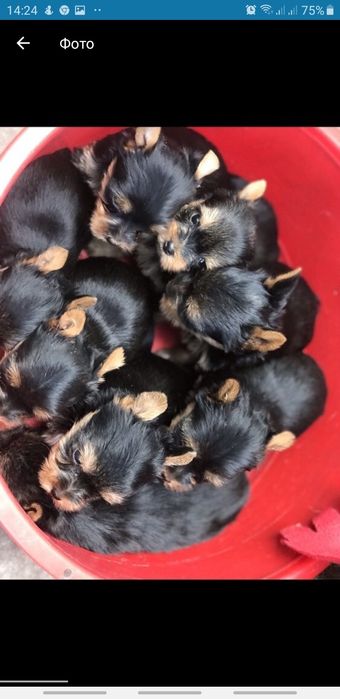 Йорк вязка от хорошего кабелька