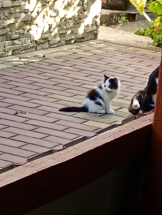 Кото - сім'я безкоштовно