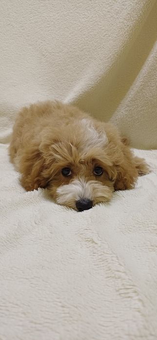 Мальтіпу карамелька, для найкрасивішої мами в світі