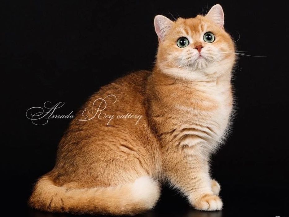 Золотой британский котик ny12