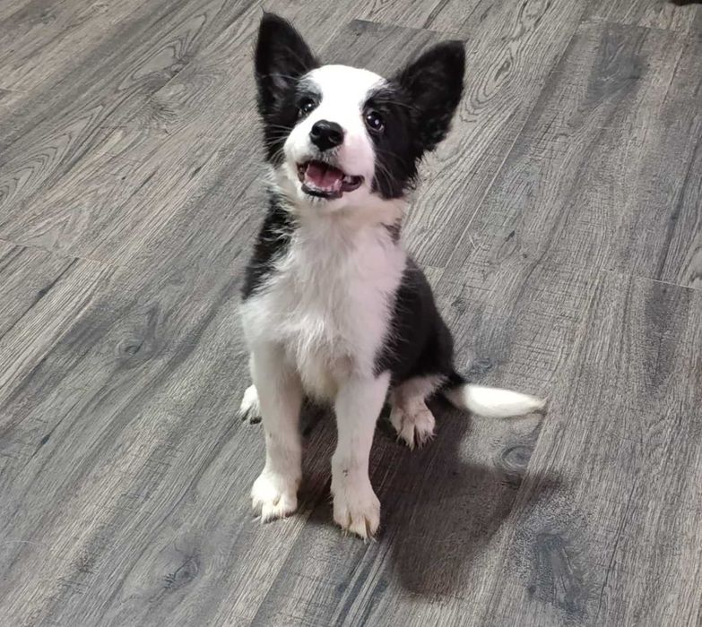 Border Collie - suczka czarno- biała!