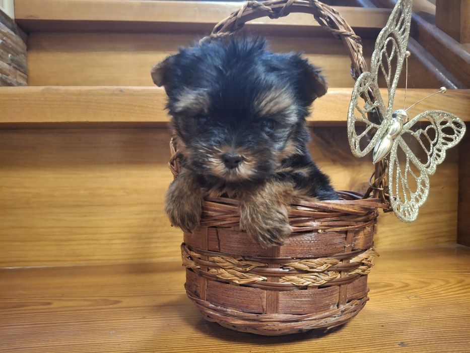 Микро  малышка Йорочка!