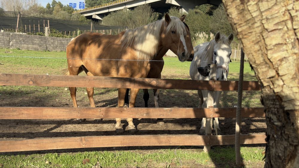 Aceito Troca Egua Palomina super mansa