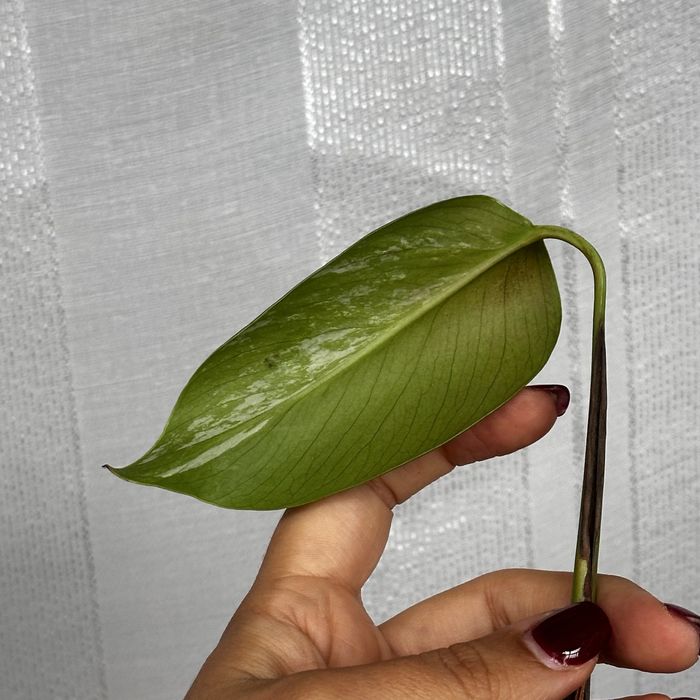 Monstera albo variegata