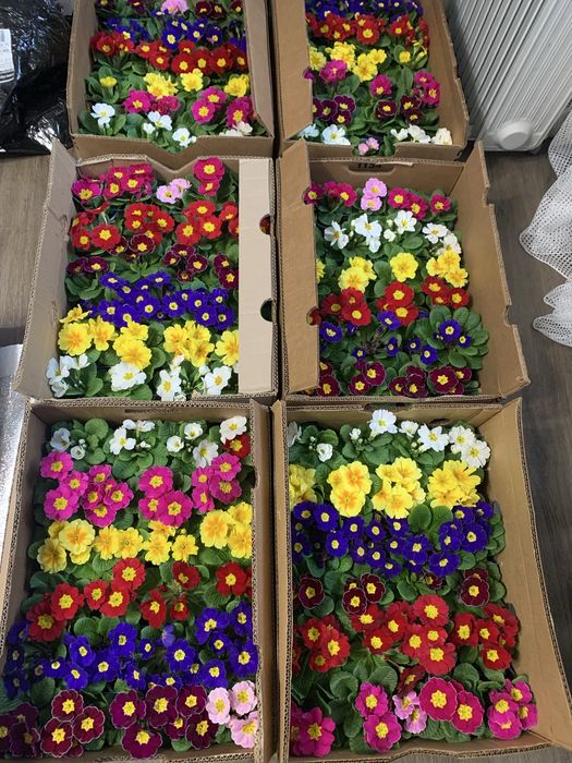 Примула в горщику