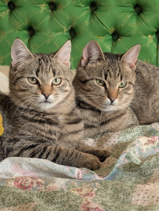 Кошенята Кекс та Гарбузик шукають родину