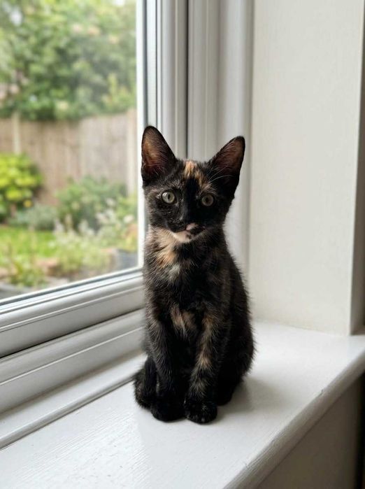 Setúbal e arredores / Margem Sul — PEPPER e SPOT, gatinhas para adoção