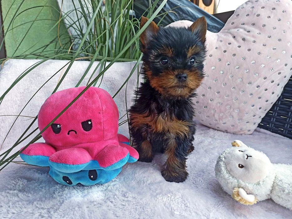 Yorkshire Terrier