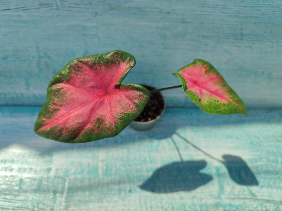 Каладіум, різні сорти