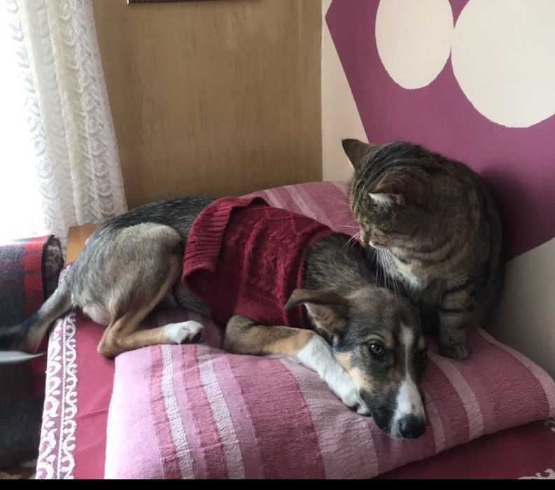 Цуценята у хороші руки!