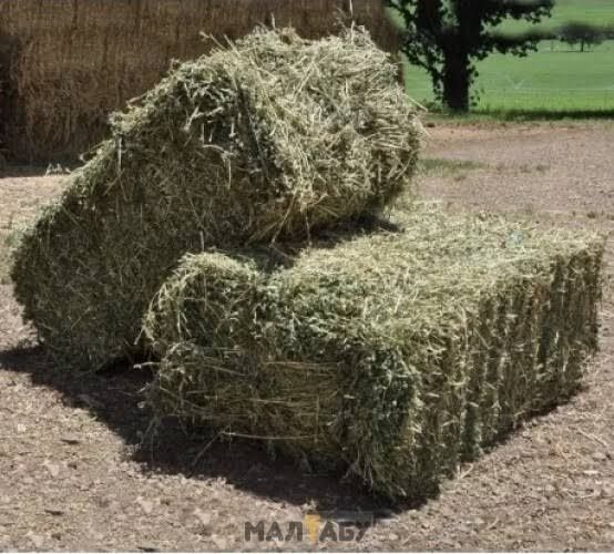 Продам КОРМОВІ БУРЯКИ, Картоплю, тюк. Сіно.