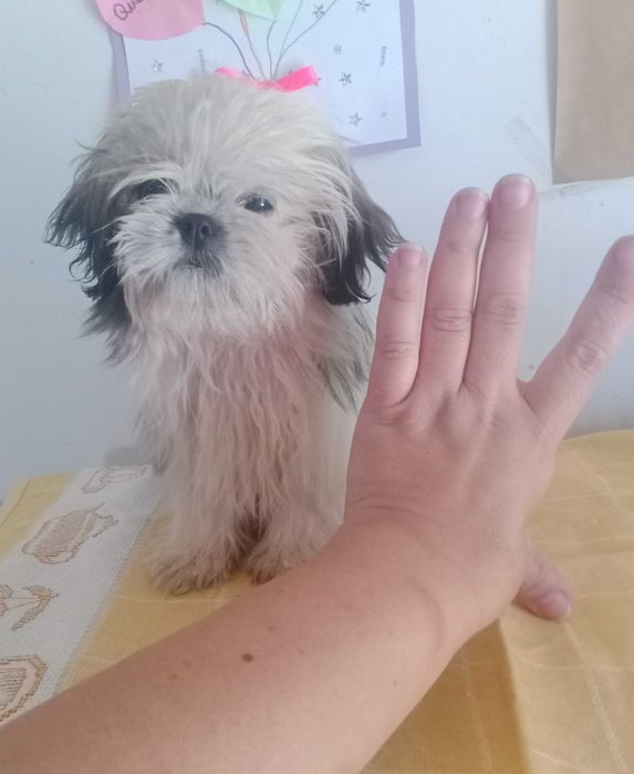 Shih-tzu fêmea mini com LOP