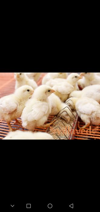 Цыплята бройлер Кобб-500, Фоксичик, Мастер Грей, Испанка, Муларды