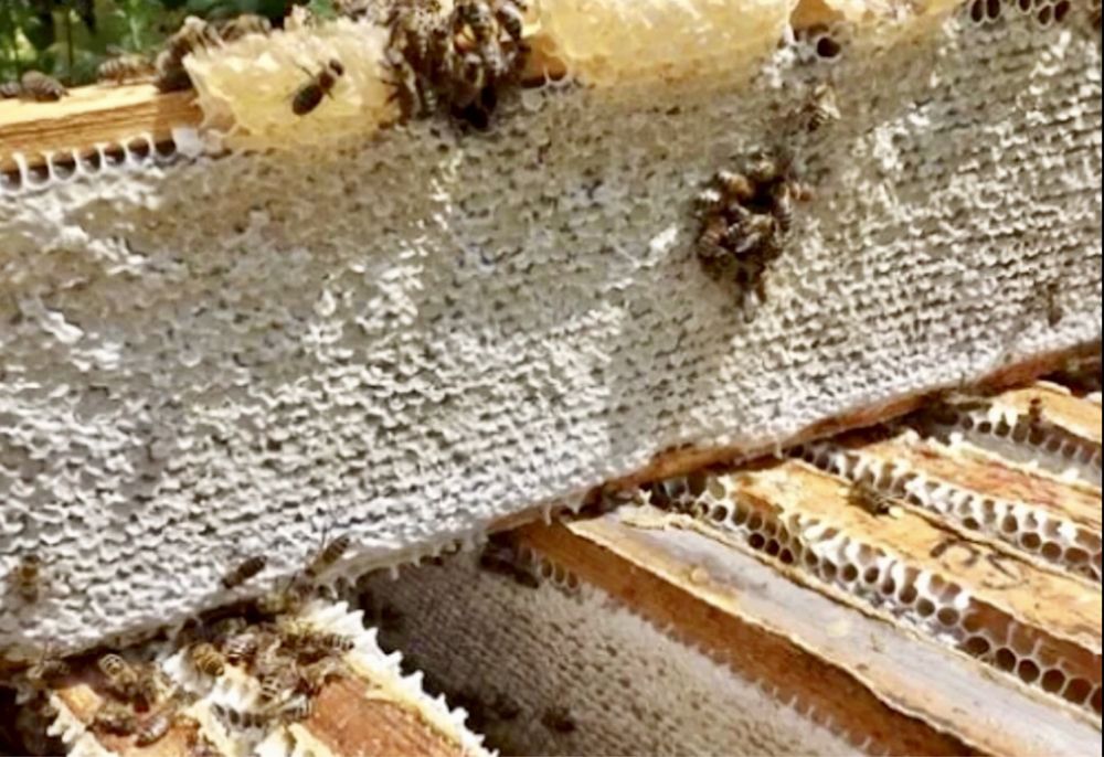 Матка "Карпатка" Карніка"