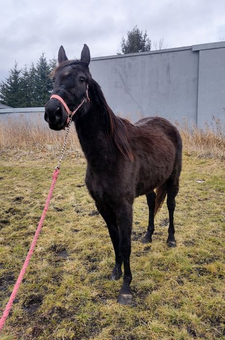 Klacz małopolska 3 letnia