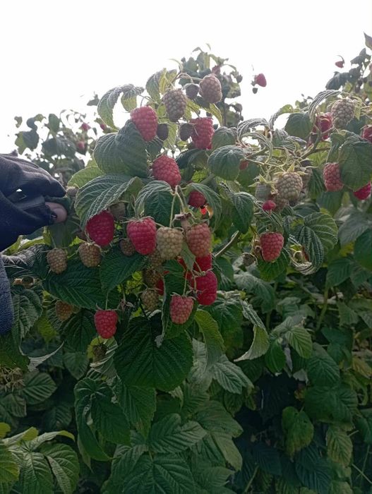 Продам саджанці Полонез