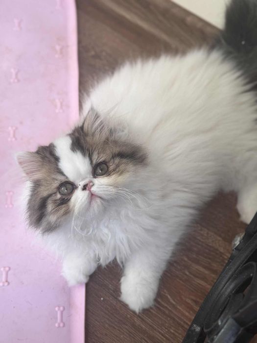 kot perski pers kocur