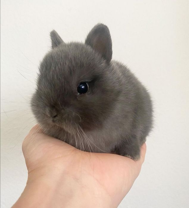 KIT Coelhos anões mini holandês e minitoy super meigos e brincalhões