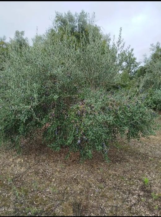 Terreno rústico com 3.000 M2, 50 oliveiras de boa qualidade