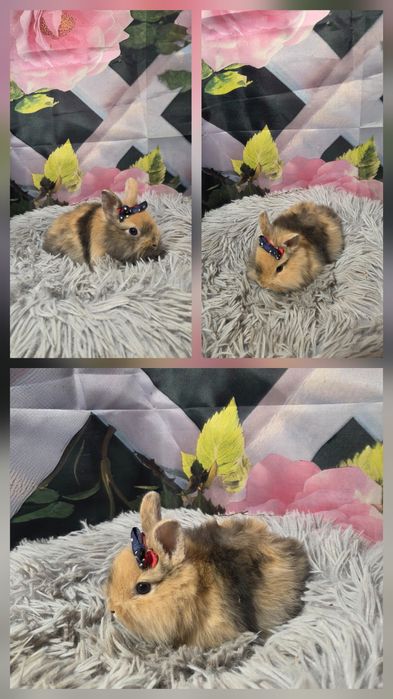 Karzełki Teddy Mini