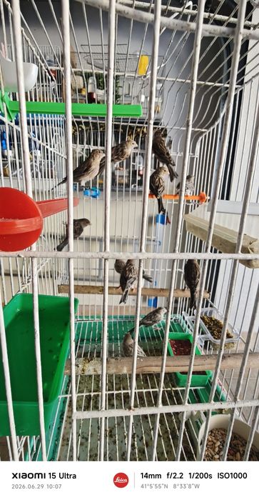 Canários para ceder últimos