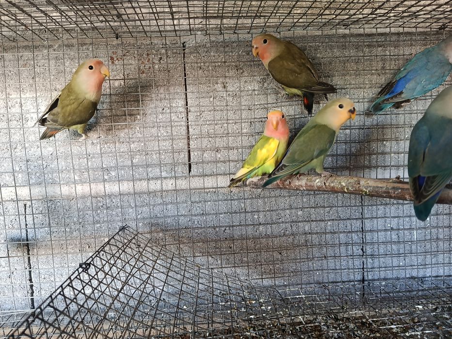 Agapornis roseicollis