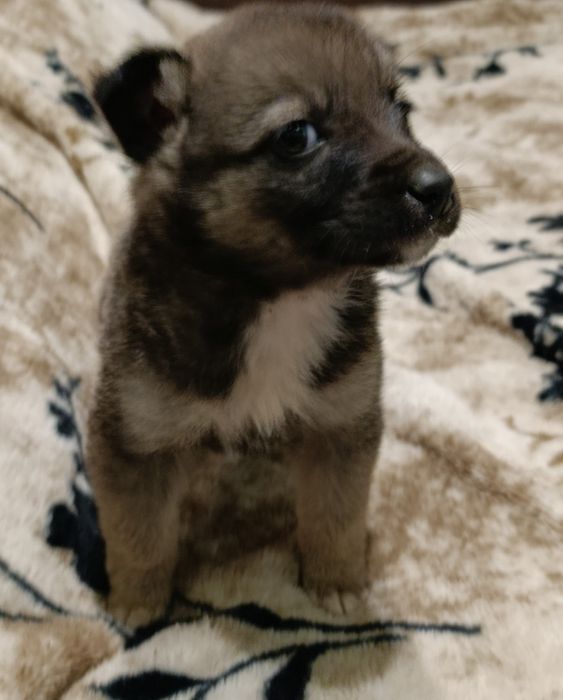 Віддам в добрі руки