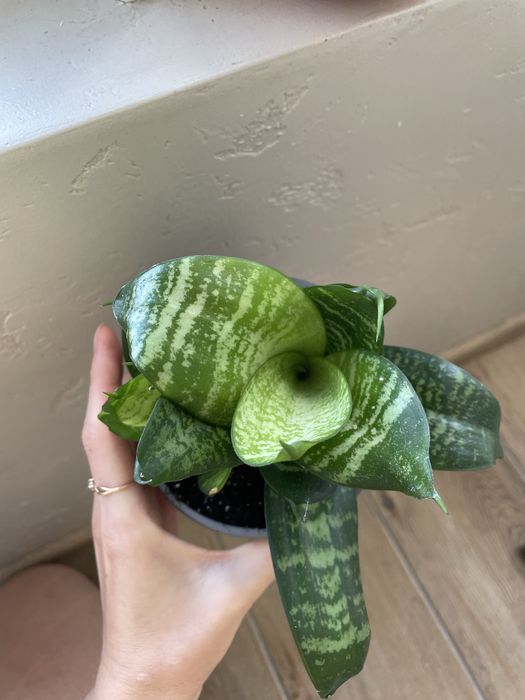 Вазон сансевьєрія ханні