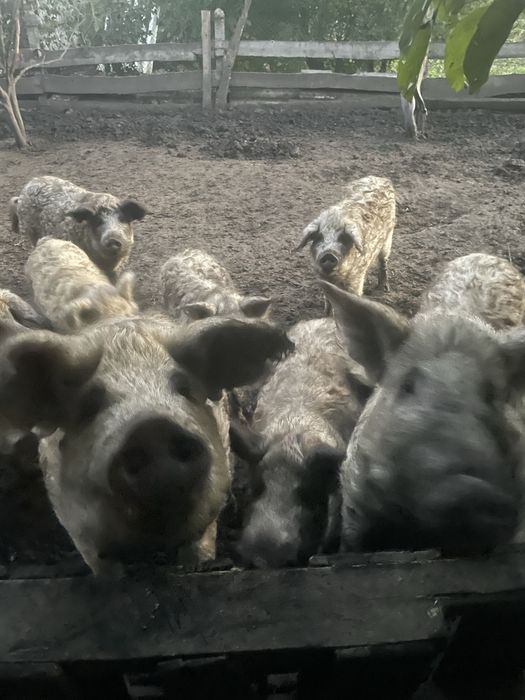 Продам свиней  монгалы