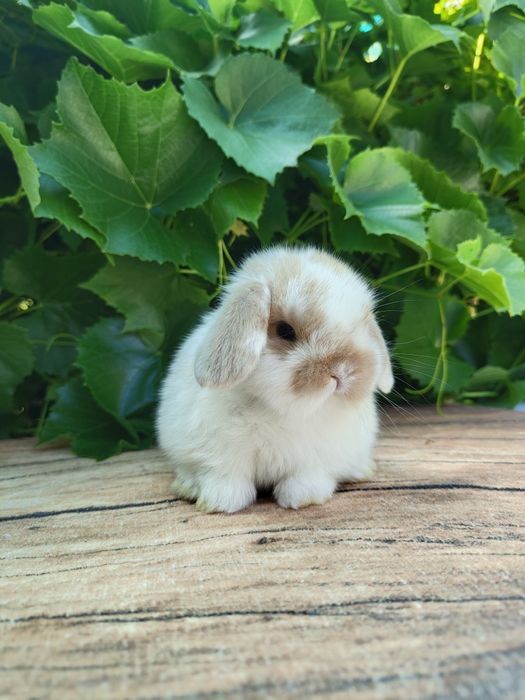 Urocze Króliczki Mini Lop. Maluszki do rezerwacji.