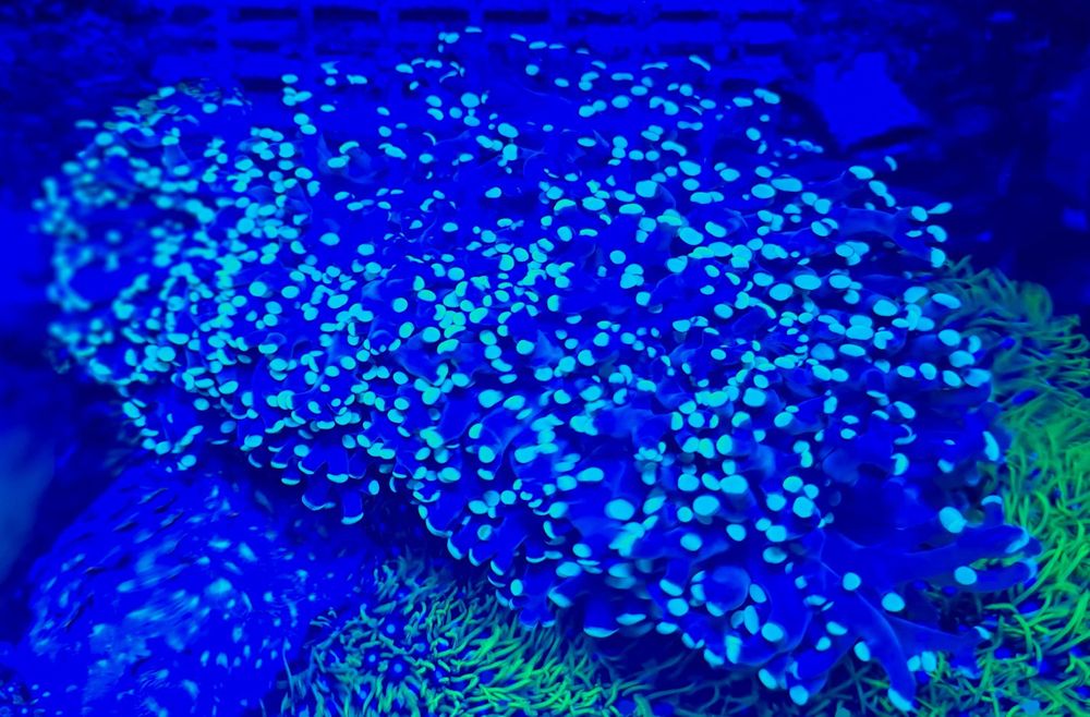 Vendo Vários Frag s de Corais Marinhos