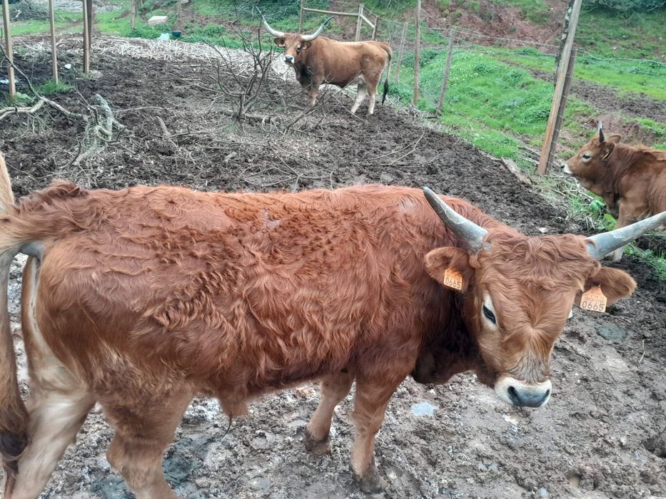 Vacas Cachenas Casal Pais a vista