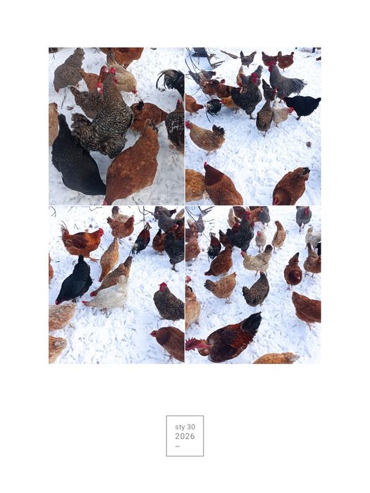 Pisklaki araukana zielononóżka biegus