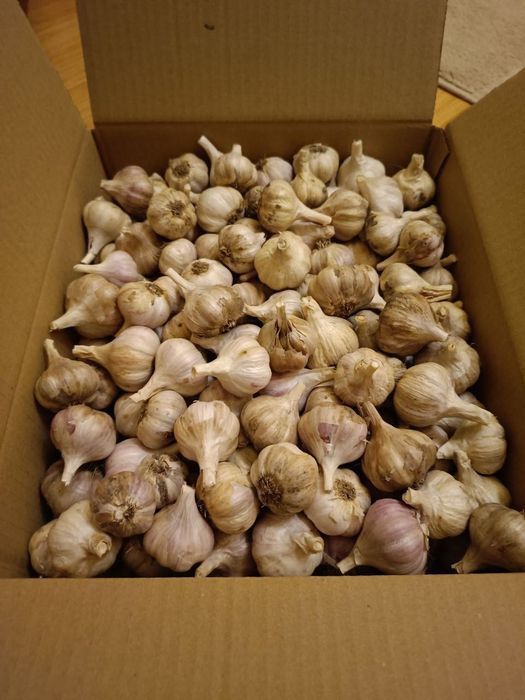 Часник  домашній