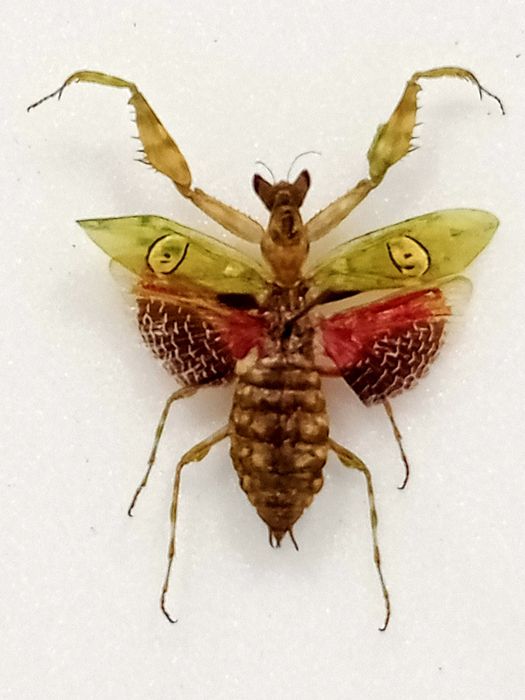 Modlirzka w ramce 10x8 cm . Creobroter gammatus - Indonezja .