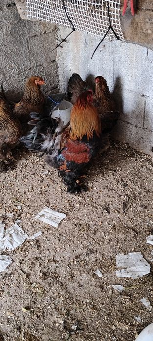 Ovos de galinha brahma perdiz.