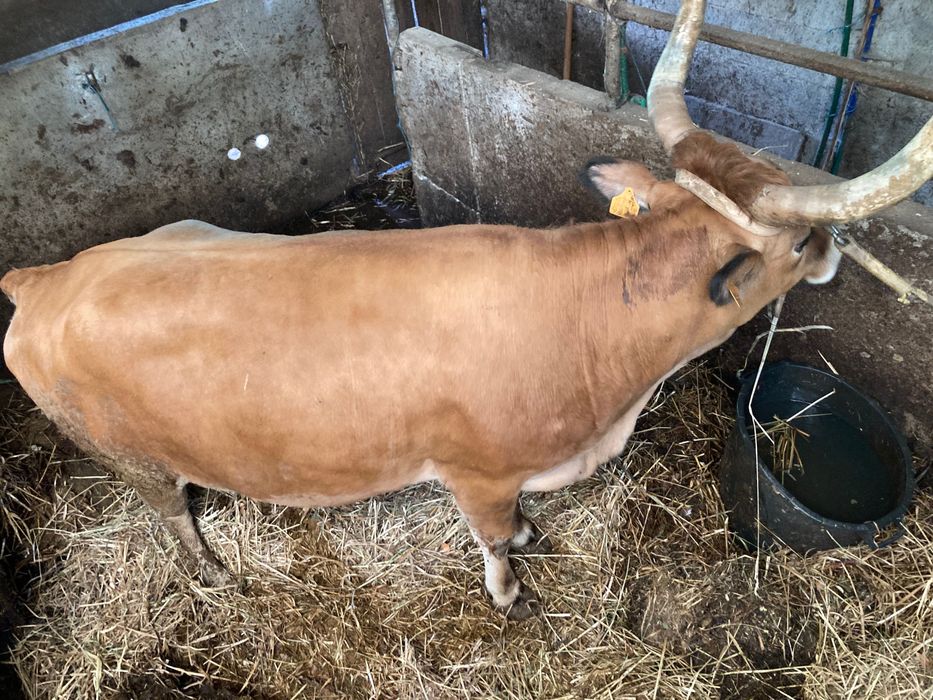 Vaca cachena tratada