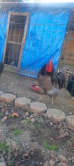 Ovos Galados Jersey Gigante Negro ou Azuis