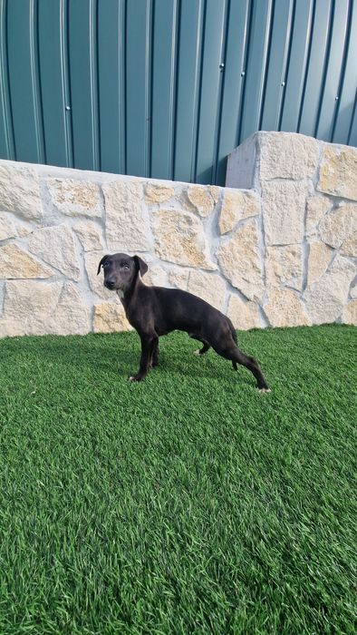 Whippet Preto Macho com Lop