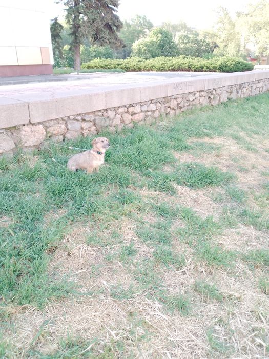 Одам собаку Николаев